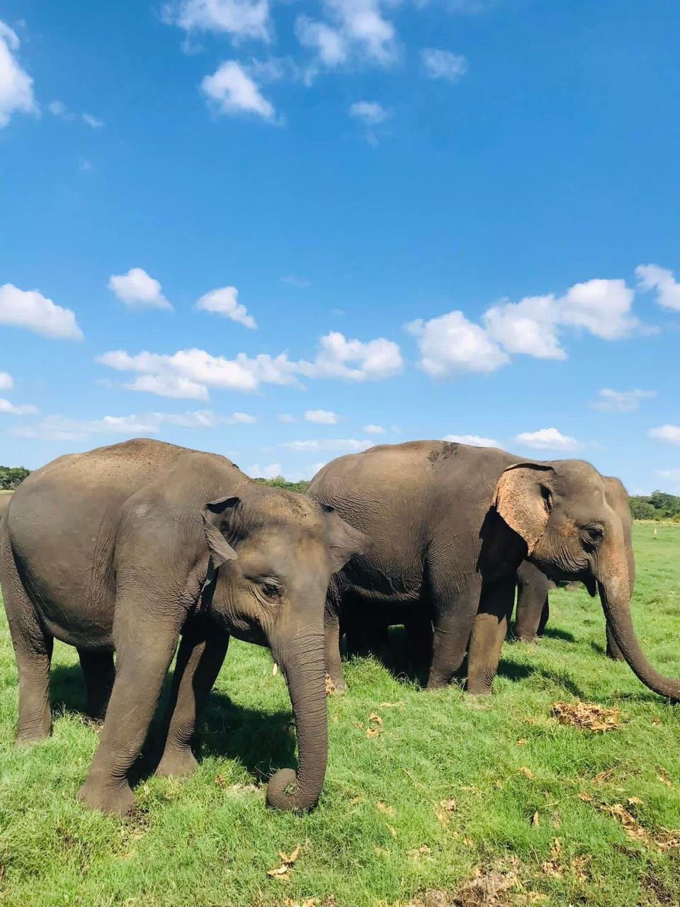 Wildlife Jeep Safari